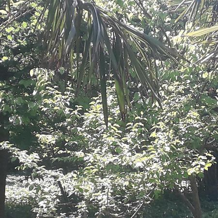 Bed and Breakfast Rey 2 Nabran Exterior foto